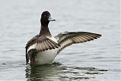 Lesser Scaup